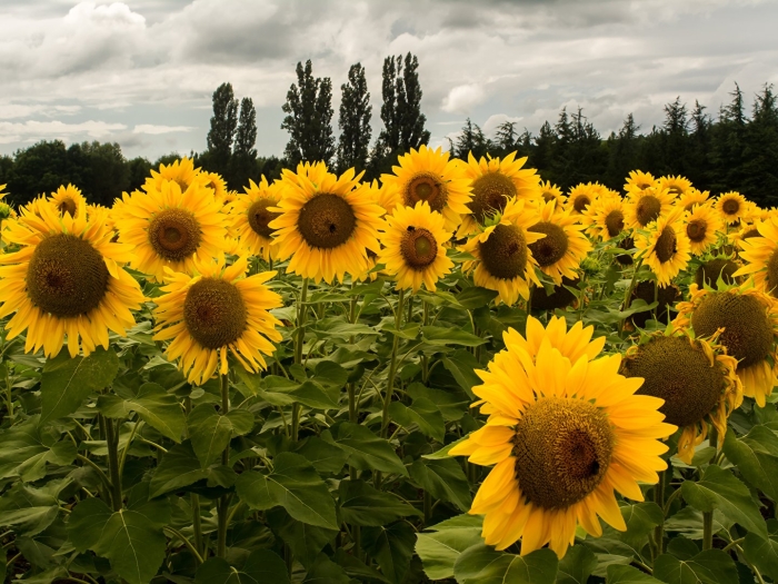 Подсолнух битюг