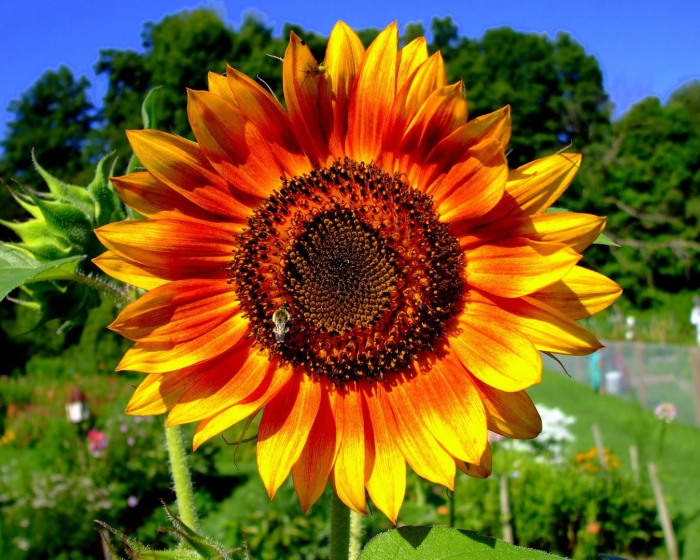 Цветок похожий на подсолнух