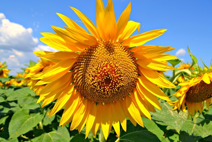 Подсолнечник однолетний сатурн