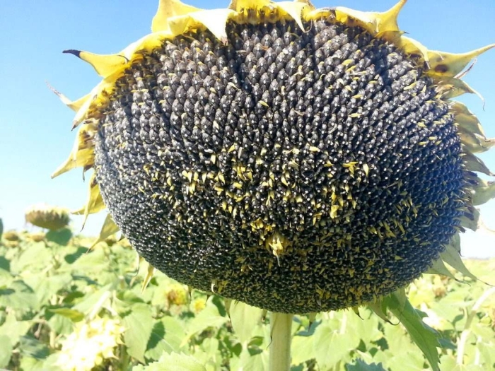 Семена подсолнечника hybrid sunflower