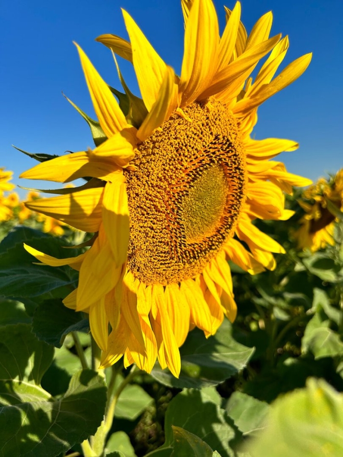 Поле подсолнечника