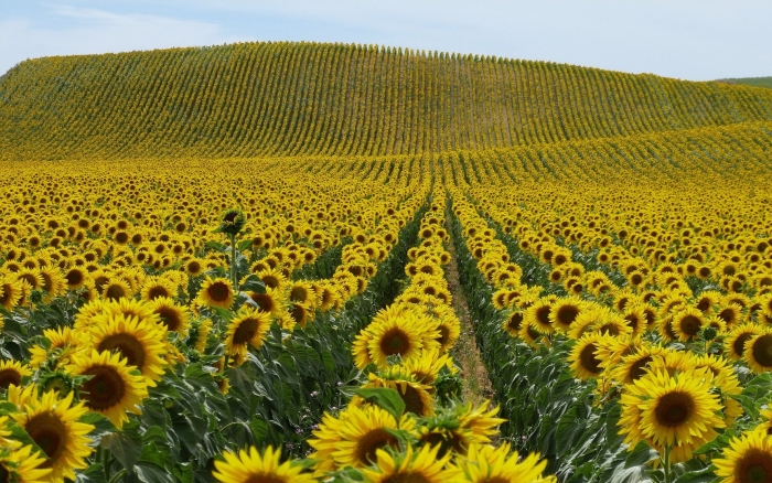Масличные культуры подсолнечник