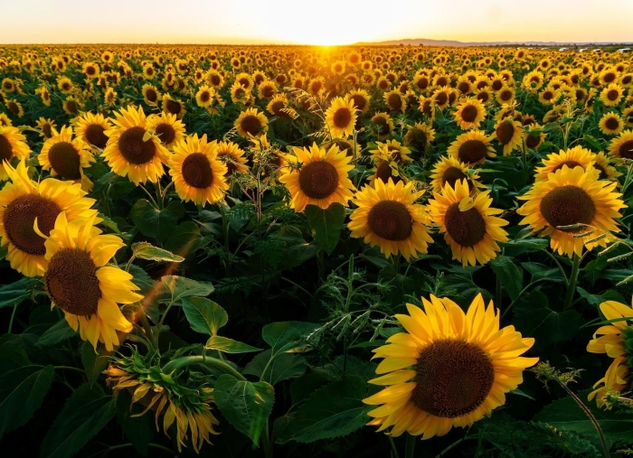 Подсолнечное поле