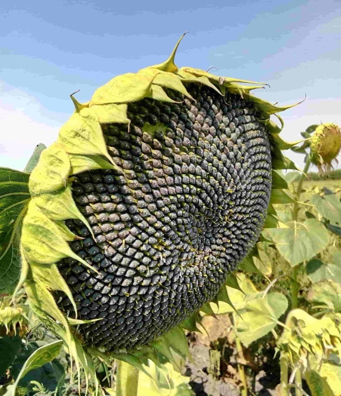 Семянка подсолнечника