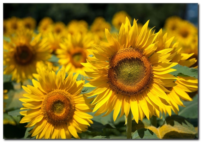 Подсолнечник f1 лонгест саммер