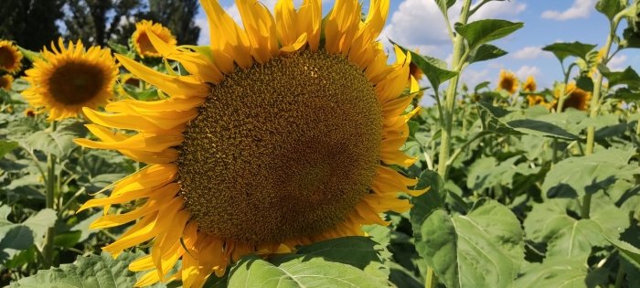 Сорт подсолнечника пионер