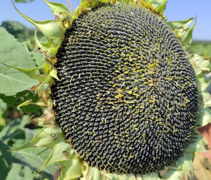 Подсолнечник гибрид rsf2336087/r