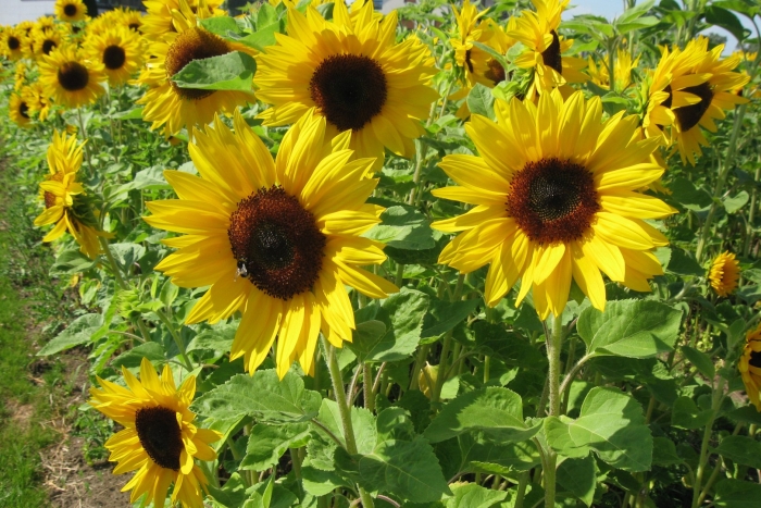 Подсолнух растение