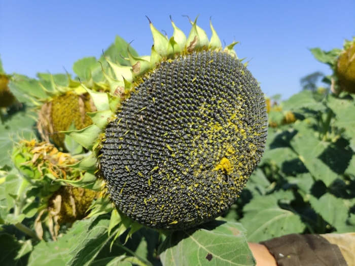 Марица экспресс гибрид подсолнечника
