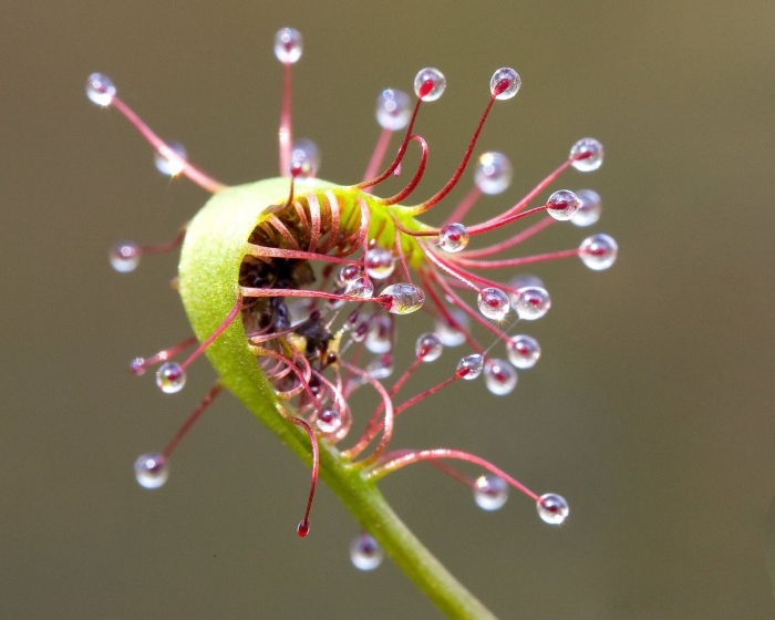 Венерина мухоловка