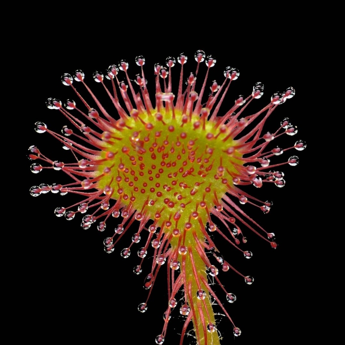 Росянка (drosera)