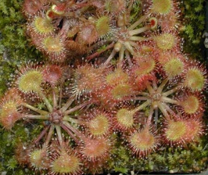 Drosera allantostigma
