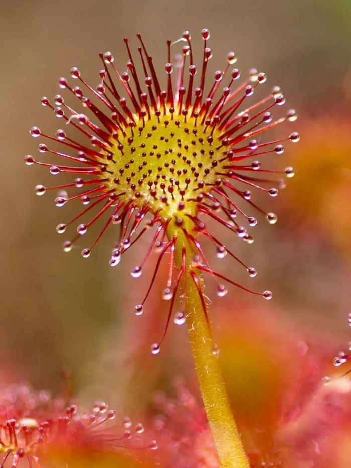 Росянка (drosera)