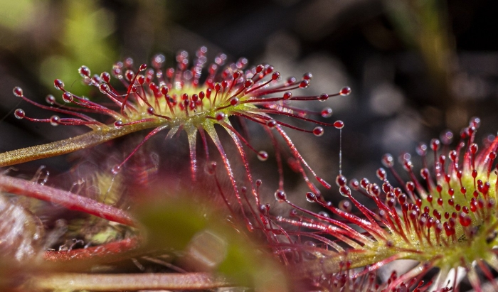 Росянка рораймская
