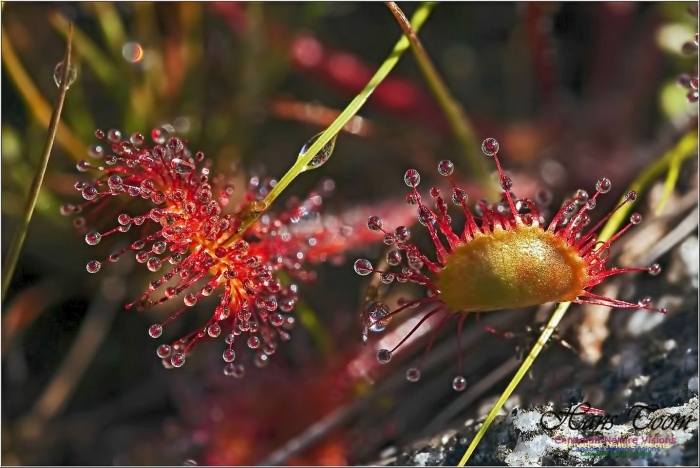 Росянка капская