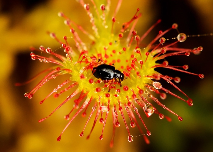 Росянка мухоловка