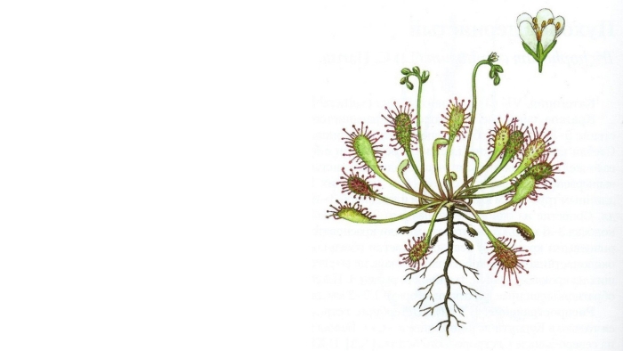 Росянка промежуточная