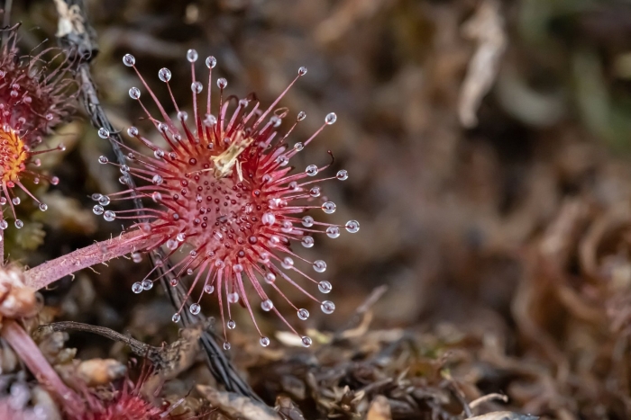 Росянка болотная