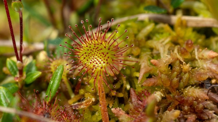 Росянка обратнояйцевидная