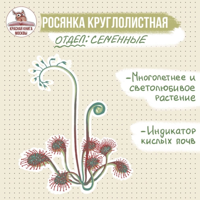 Растение росянка круглолистная