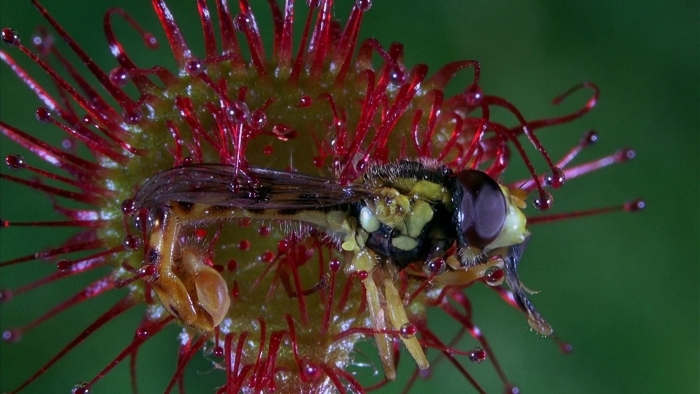 Росянка непентес