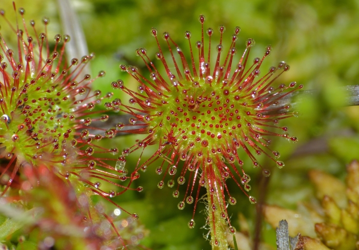 Насекомоядная росянка круглолистная