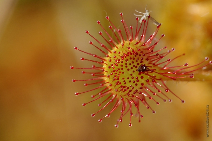 Росянка обыкновенная