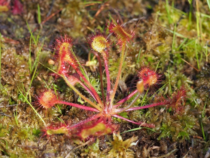 Drosera rotundifolia