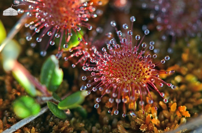 Росянка крупнолистная