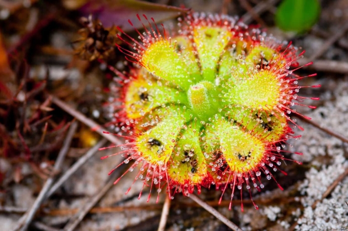 Drosera peltata