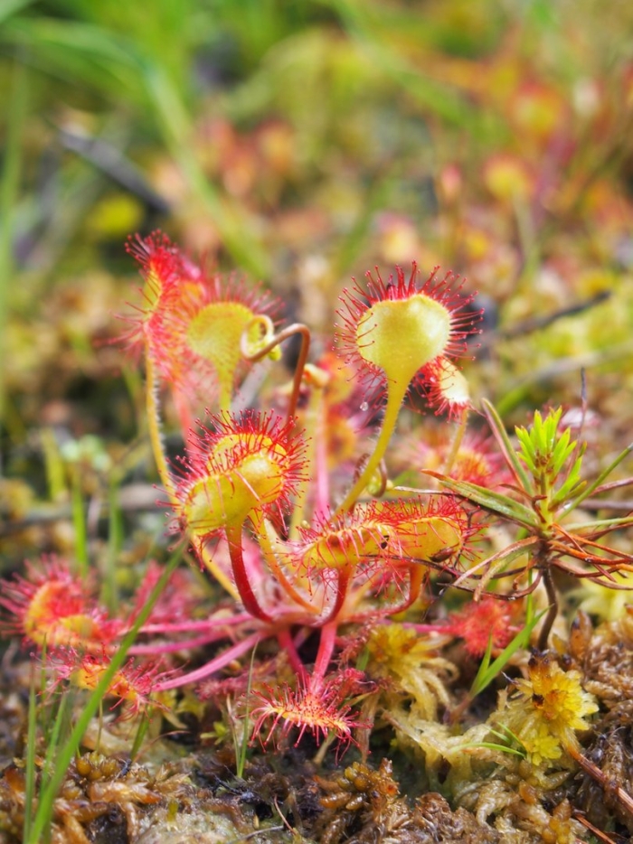 Drosera rotundifolia