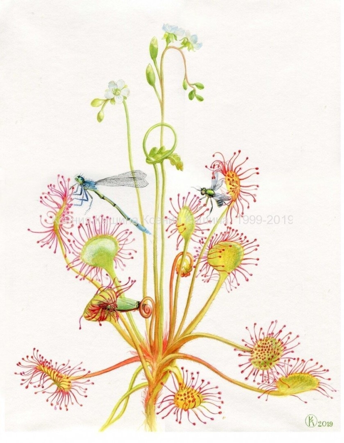 Росянка круглолистная. ботаническая иллюстрация