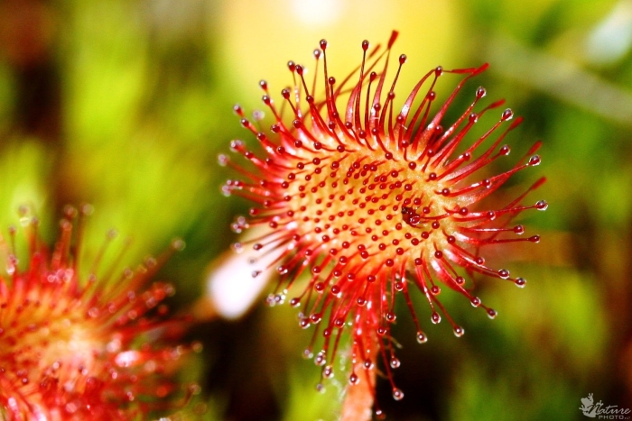 Насекомоядная росянка