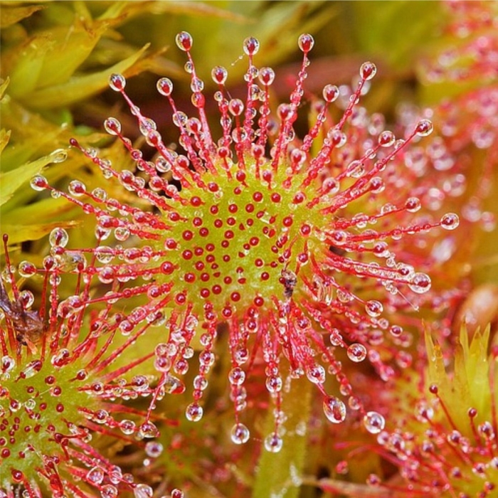 Росянка (drosera)