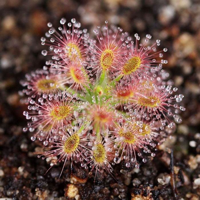 Росянка растение