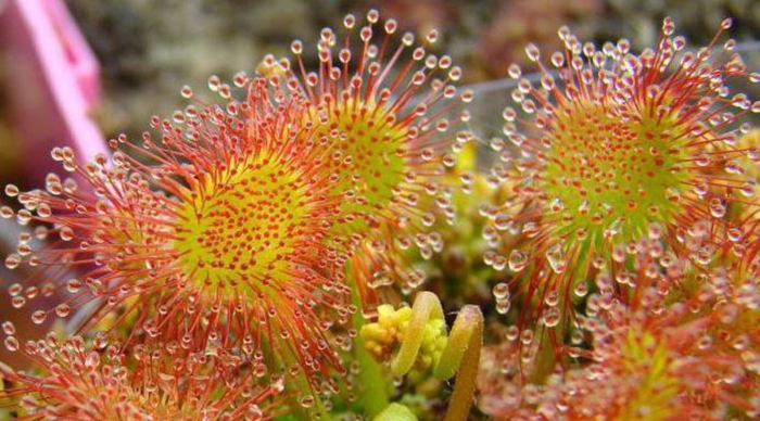 Росянка круглолистная цветок