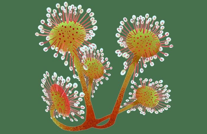 Росянка рисунок