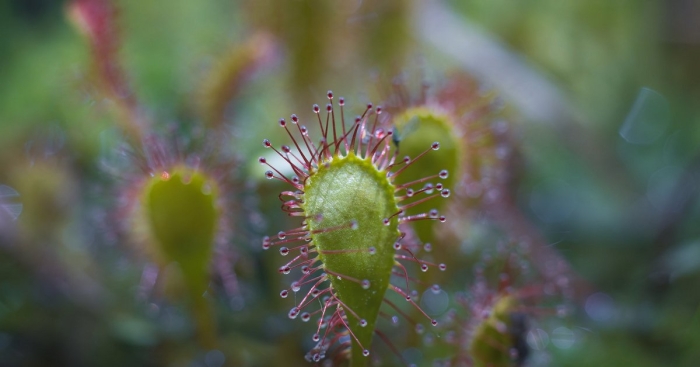 Росянка болотная