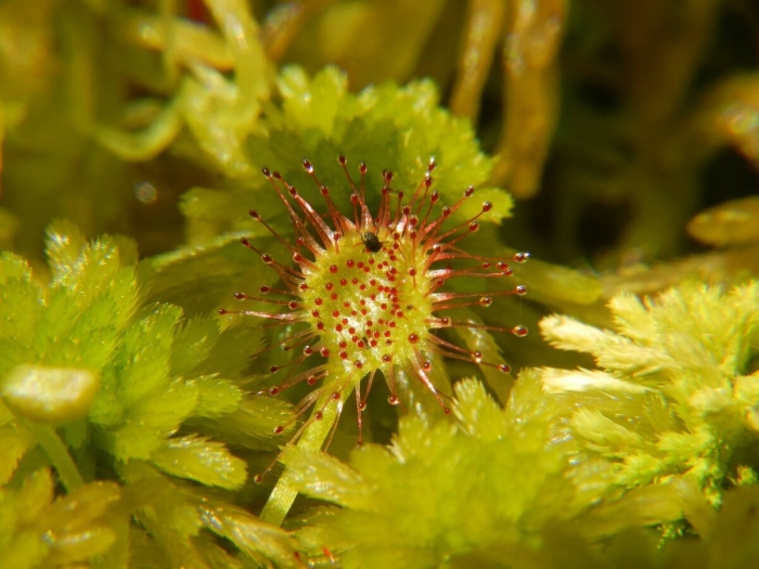 Росянка хищное растение