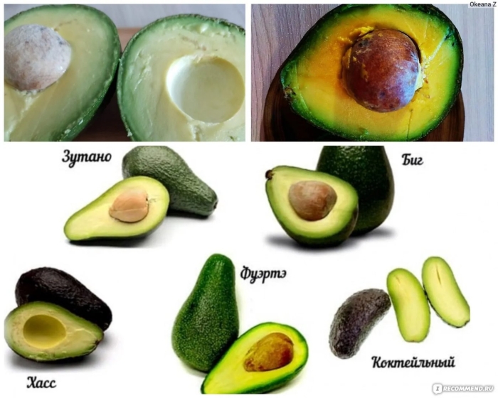 Сорт зутано авокадо