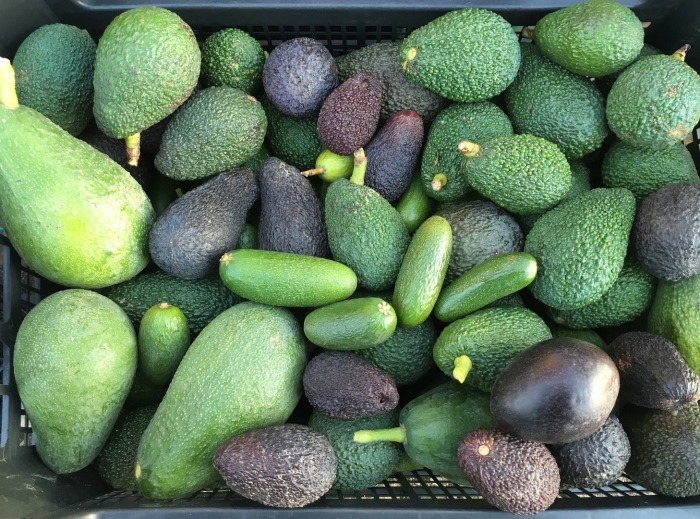 Авокадо сорт