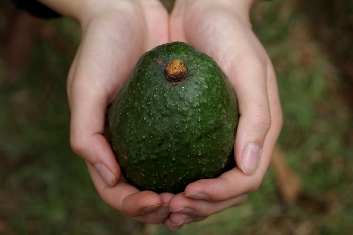 Плод авокадо