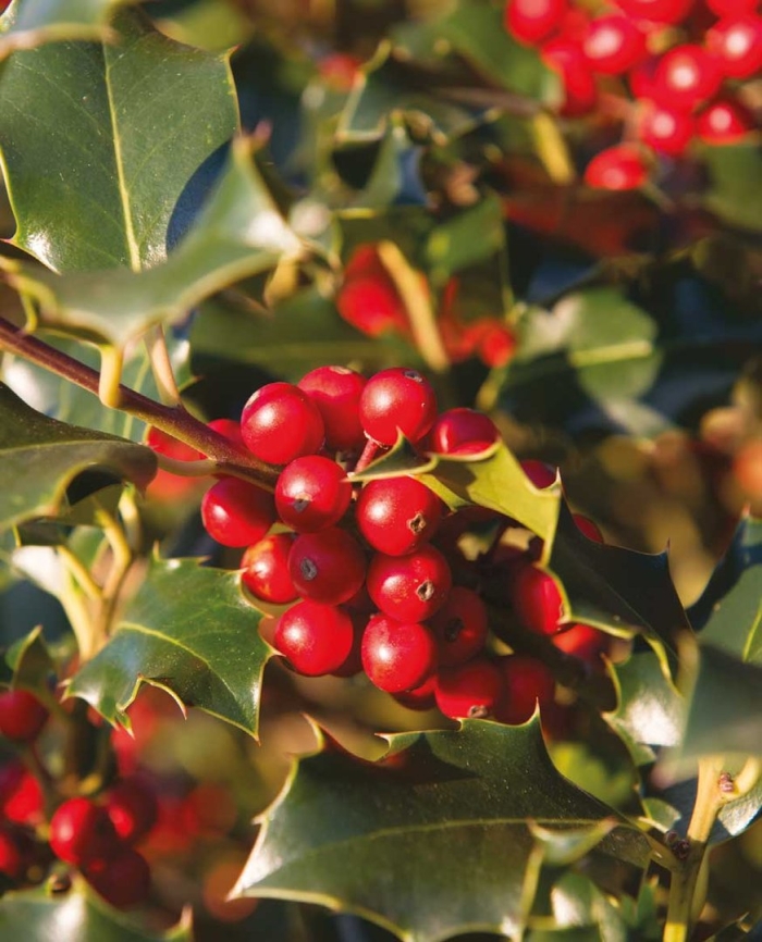 Падуб остролистный аргентеа маргината