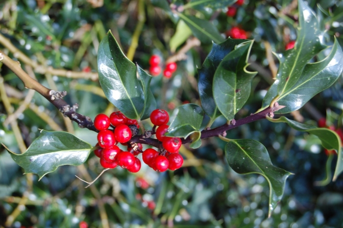 Падуб широколистный