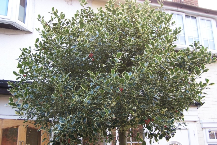 Вечнозеленый падуб остролистный