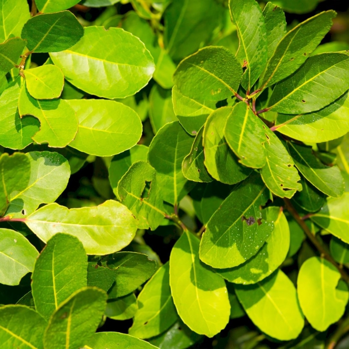 Фикус cyathistipula