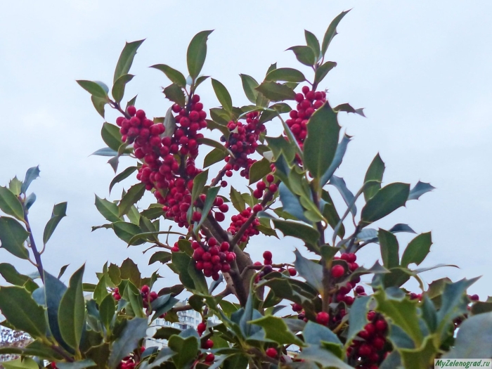 Падуб мезерва блю мейд