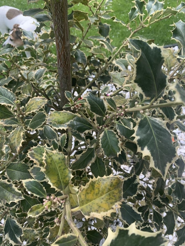 Падуб остролистный аргентеомаргината