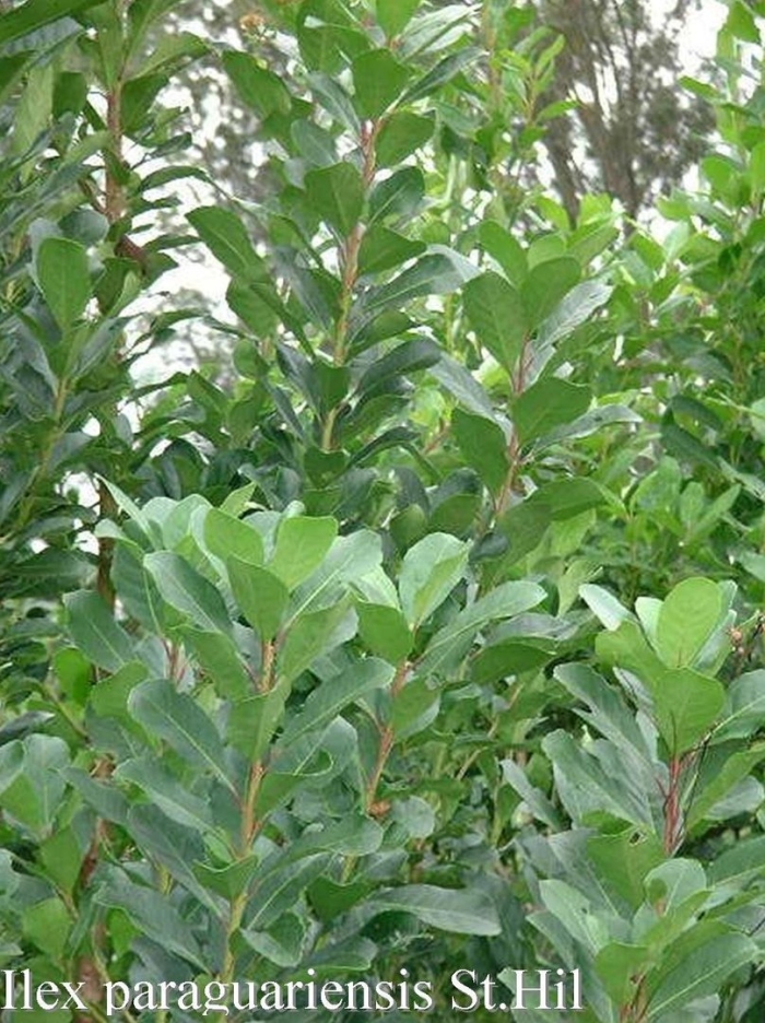 Лавровишня лузитанская