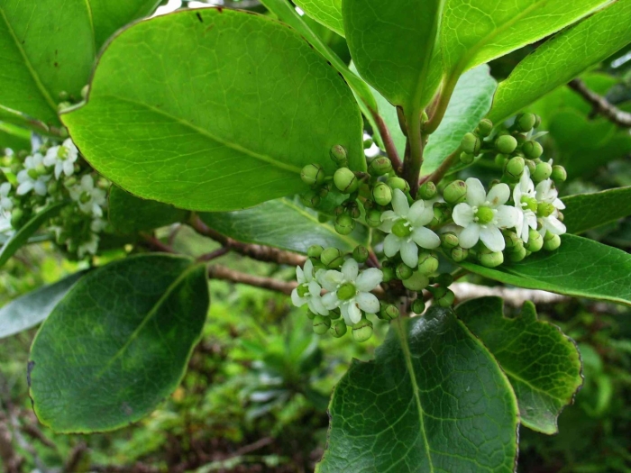 Ilex anomala